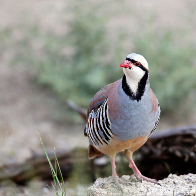 Ndow Presents The Nevada Wild Podcast