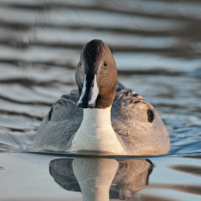 Ndow Presents The Nevada Wild Podcast