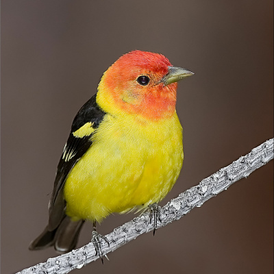 Ndow Presents The Nevada Wild Podcast