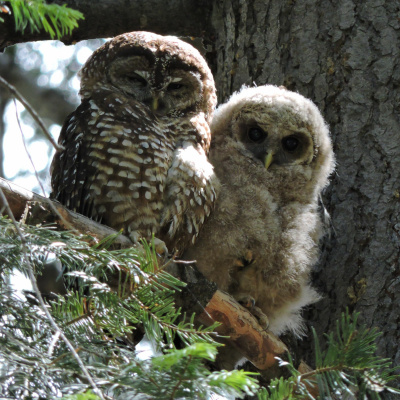 Ndow Presents The Nevada Wild Podcast