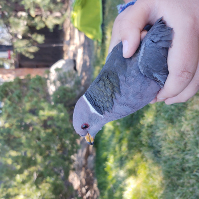 Ndow Presents The Nevada Wild Podcast