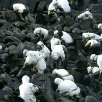 Mi intento fallido por ser futbolista ecologista activista en activo