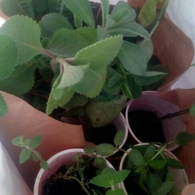 Sharon The Herbalist