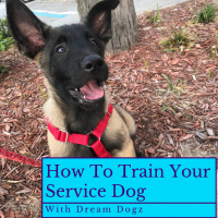  Starting a Service Puppy - how to raise him right - choosing the breeder, puppy, and week 1 with us
