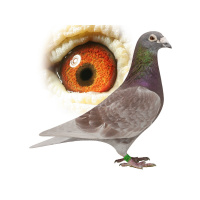 OKC#x27s American Pigeon Museum