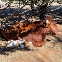 How did Oklahoma save the Texas Longhorn?