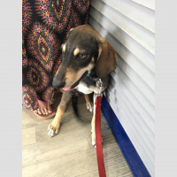 25: Dogs to Death and back again. EMOTIONAL WARNING!