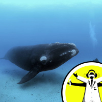 Naked Scientists 17.07.25 - Marine Month: In too Deep