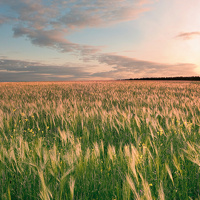 101: Ep 101 Lets talk Canadian Whisky with Signal Hill