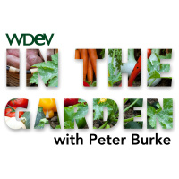 In The Garden - 09/13/2025