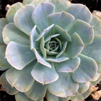 RESPIRACIÓN EN LOS ANCESTROS