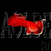 Al Otro Lado del Espejo#527-24-12-22