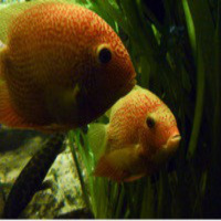 Al Otro Lado Del Espejo nº 32 - 10/05/2013