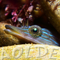 Al Otro Lado del Espejo#631-21-12-24