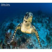 Al Otro Lado Del Espejo nº 35 - 31-05-2013