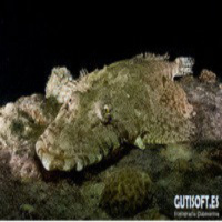 Al Otro Lado Del Espejo nº 40 - 05-07-2013