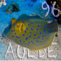 Al Otro Lado del Espejo nº 96 - 01-08-2014