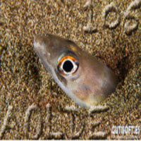 Al Otro Lado del Espejo nº 105 - 03-10-2014