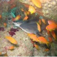 Al Otro Lado del Espejo nº 54 - 11-10-2013