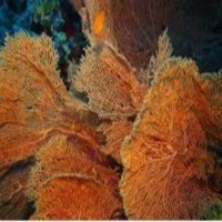 Al Otro Lado del Espejo nº 33 - 17-05-2013