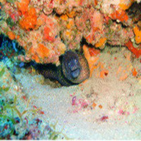 Al Otro Lado del Espejo nº 51 - 20-09-2013