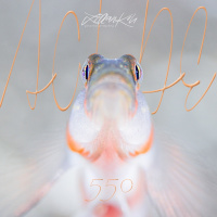 Al Otro Lado del Espejo#550-03-06-23