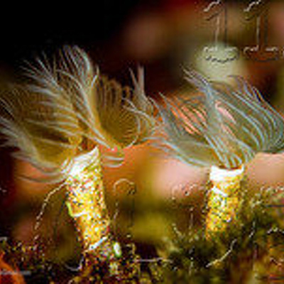 Podcast Al Otro Lado Del Espejo