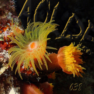 Podcast Al Otro Lado Del Espejo