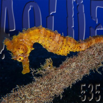 Podcast Al Otro Lado Del Espejo