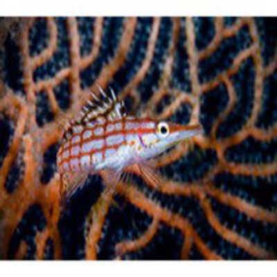 Podcast Al Otro Lado Del Espejo