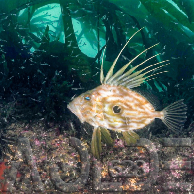 Podcast Al Otro Lado Del Espejo