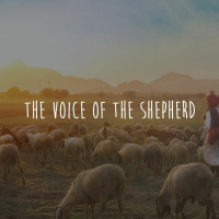 Anca - The Voice Of The Shepherd