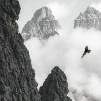 Adam - Falling and Soaring