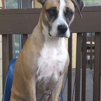 die holle sessions vol1