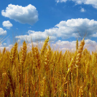 XÍCARA #4 - METANÓIA: Deixando o trigo morrer