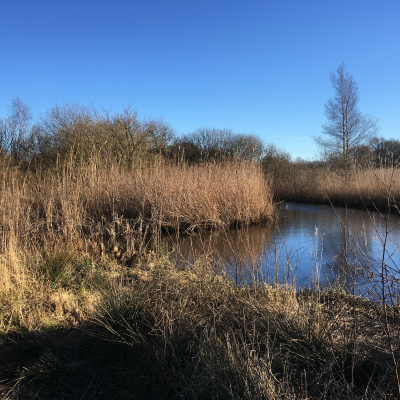 Fortællinger Fra Mosen