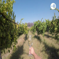 Diploma WSET Sparkling unit reading flashcards Champagne