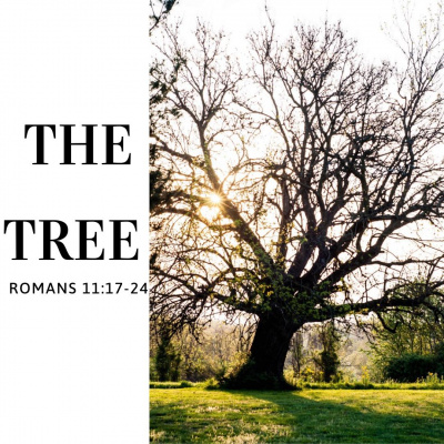 True Vine Baptist Church