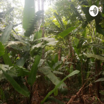 Pandama Forest Festival