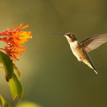 Discipline Bio-naturali