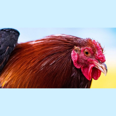 Tonymac  The Triplett