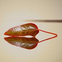 Saucha (purity, cleanliness)