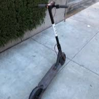 Have You Heard About The Bird?