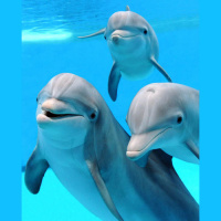 4: Dolphin