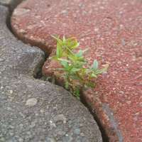 Determination Nature