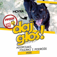 Daj Głos #005 – Adopciaki, figurki i podróże [+ konkurs!]
