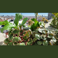 En el espacio Naturaleza Viva contamos cómo las plantas se adaptan para vivir en zonas de clima frío