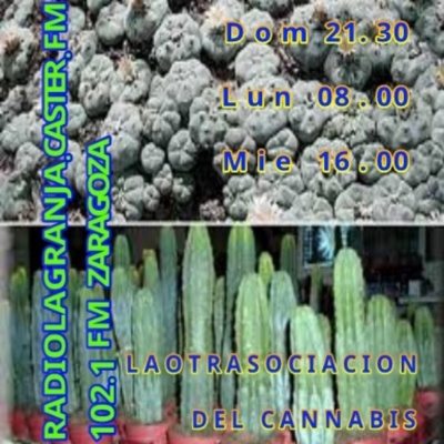 Extracción De Hachis Y Extracción De Marihuana.