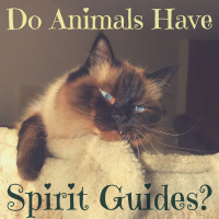 69: Do Animals Have Spirit Guides?