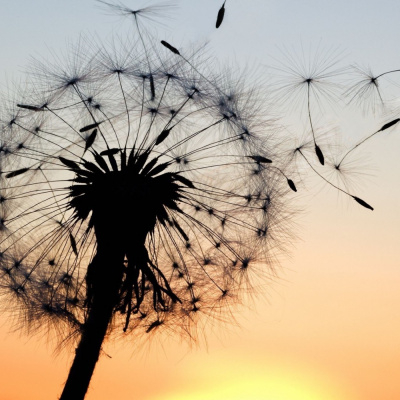 Lonchera Para El Alma.